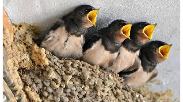 A rábaközi madárfajok csökkenésének okairól Molnár István természetfotós beszélt