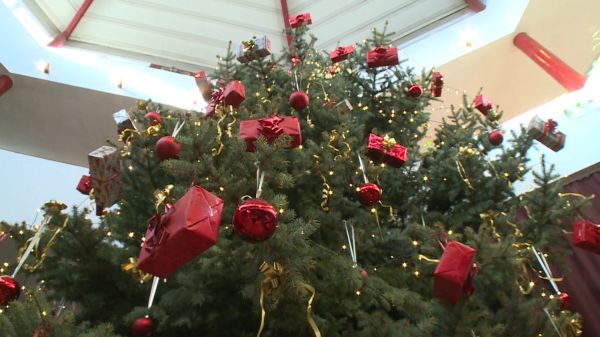  Közel 11 méter magas karácsonyfa díszíti a kapuvári Széchenyi iskola auláját