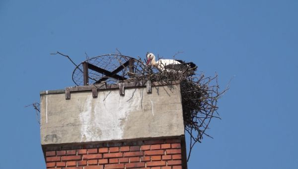 Nem lakoltatják ki a beledi gólyapárt