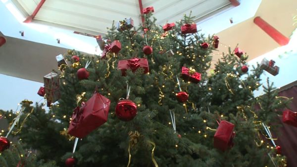 Közel 10 méteres karácsonyfa fogja díszíteni a kapuvári Széchenyi-iskola auláját
