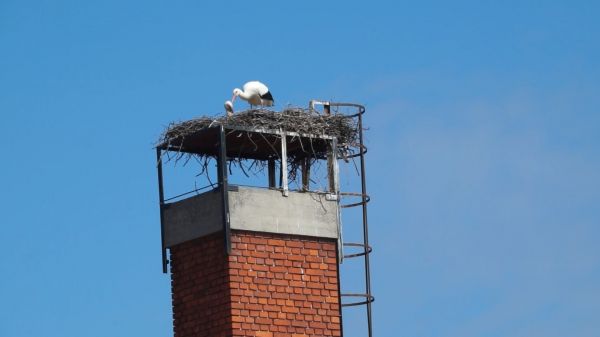 Megérkeztek a gólyák a Laky Döme utcába Csornán