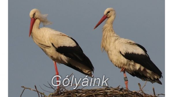  Újabb gólyapár tűnt fel Beleden